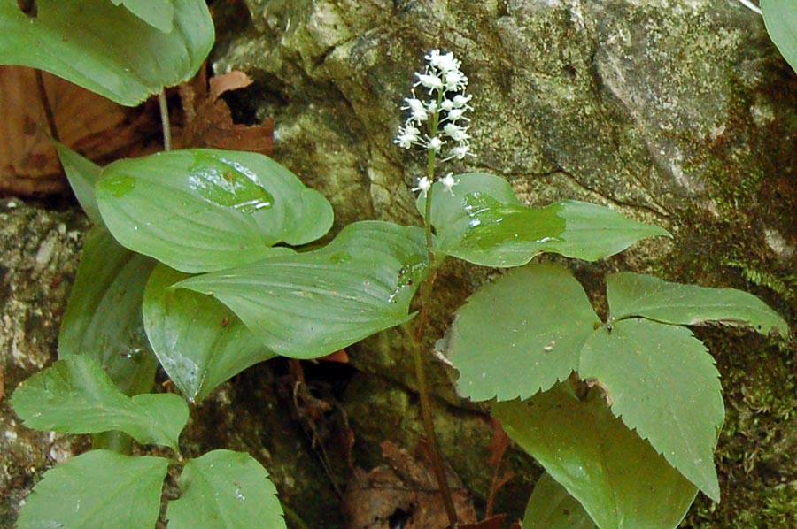 Maianthemum bifolium / Gramigna di Parnasso